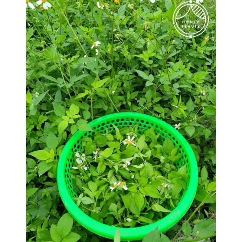 Mật ong nguyên chất hoa Xuyến Chi Tây Nguyên ❤️FREESHIP❤️ cao cấp Honey Beauty 500ml có bảo hành