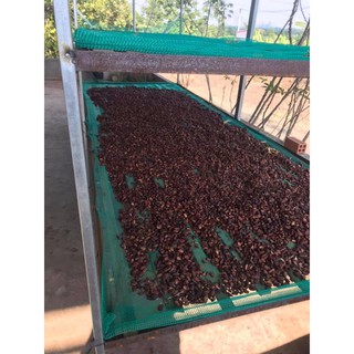 Cacao Đắc Lắc