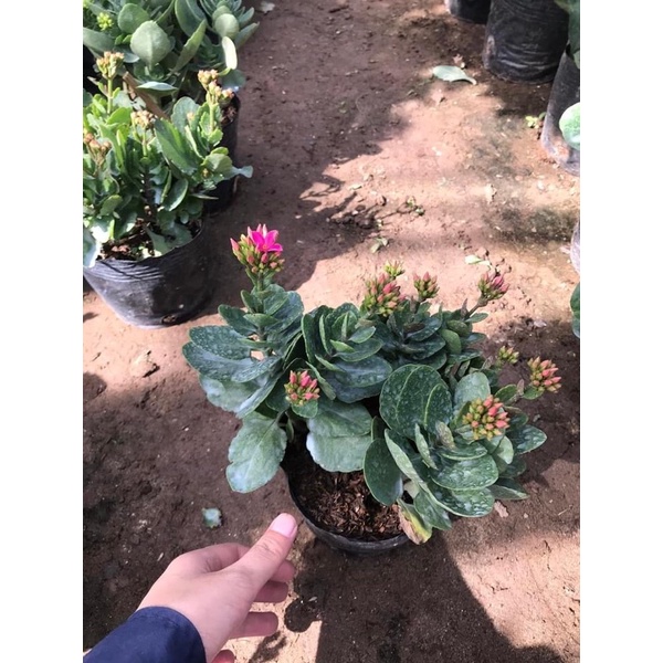 Chậu 3-4cây bỏng hoa kép mix màu, cây sống đời hoa kép