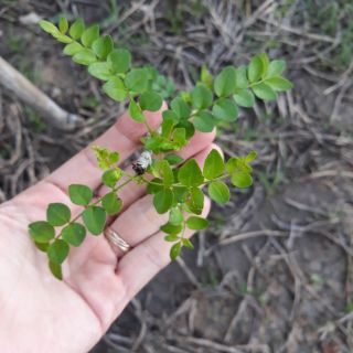 Cây Lá đắng cay cây sọ chó/cây sẻn)