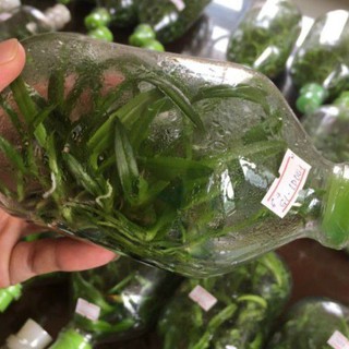 chai mô dendro chớp lại chớp