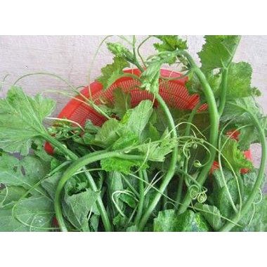 20H -  Hạt Giống Bí Siêu Ngọn (Cucurbita maxima) Thái Lan