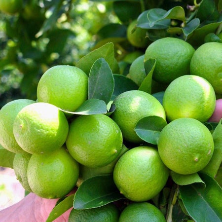 Cây Chanh Bông tím Thái Lan   chuẩn F1 - trái chùm, say ho