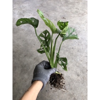 Trầu bà lỗ