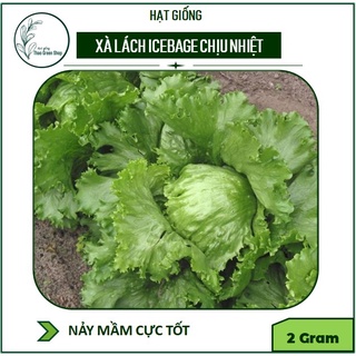 Hạt Giống Xà Lách Chịu Nhiệt ICEBERG