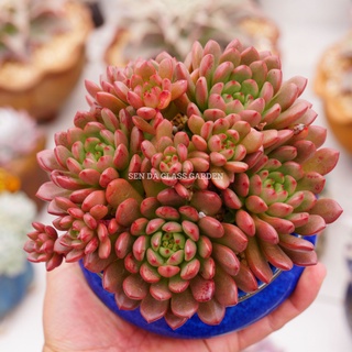 Sen đá ruby đỏ gốc thụ 1 gốc glass garden giống hình, trồng chậu gốm nhật.