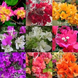 Cây giống hoa giấy