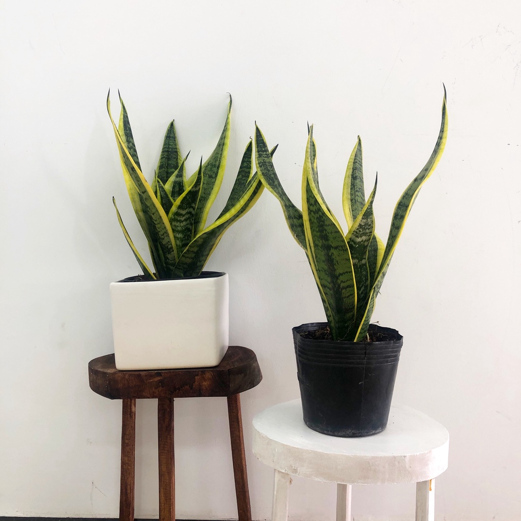 Cây lưỡi hổ viền vàng , cây phong thủy trồng trong nhà, cây cảnh mini để bàn trang trí nội thất văn phòng