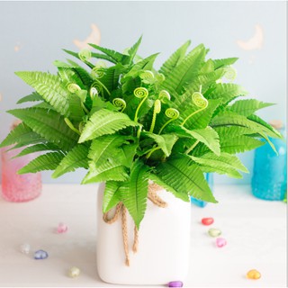 Hoa dương xỉ