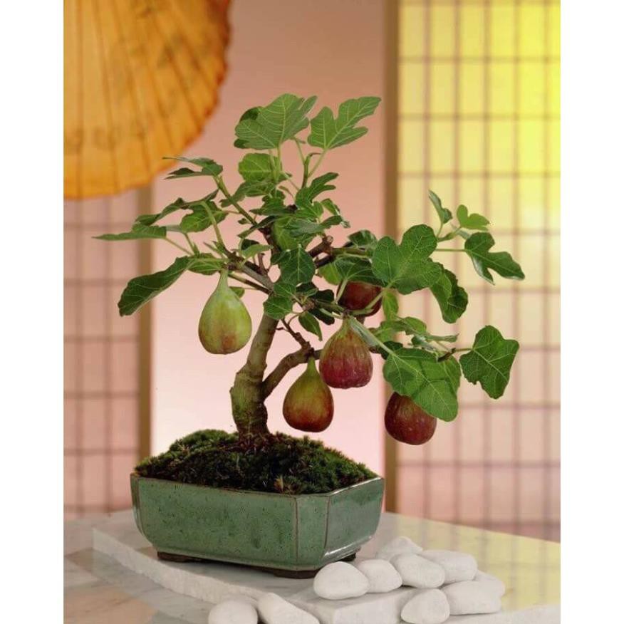 Hạt giống Sung Mỹ Lùn - Sung mỹ bonsai F1 .