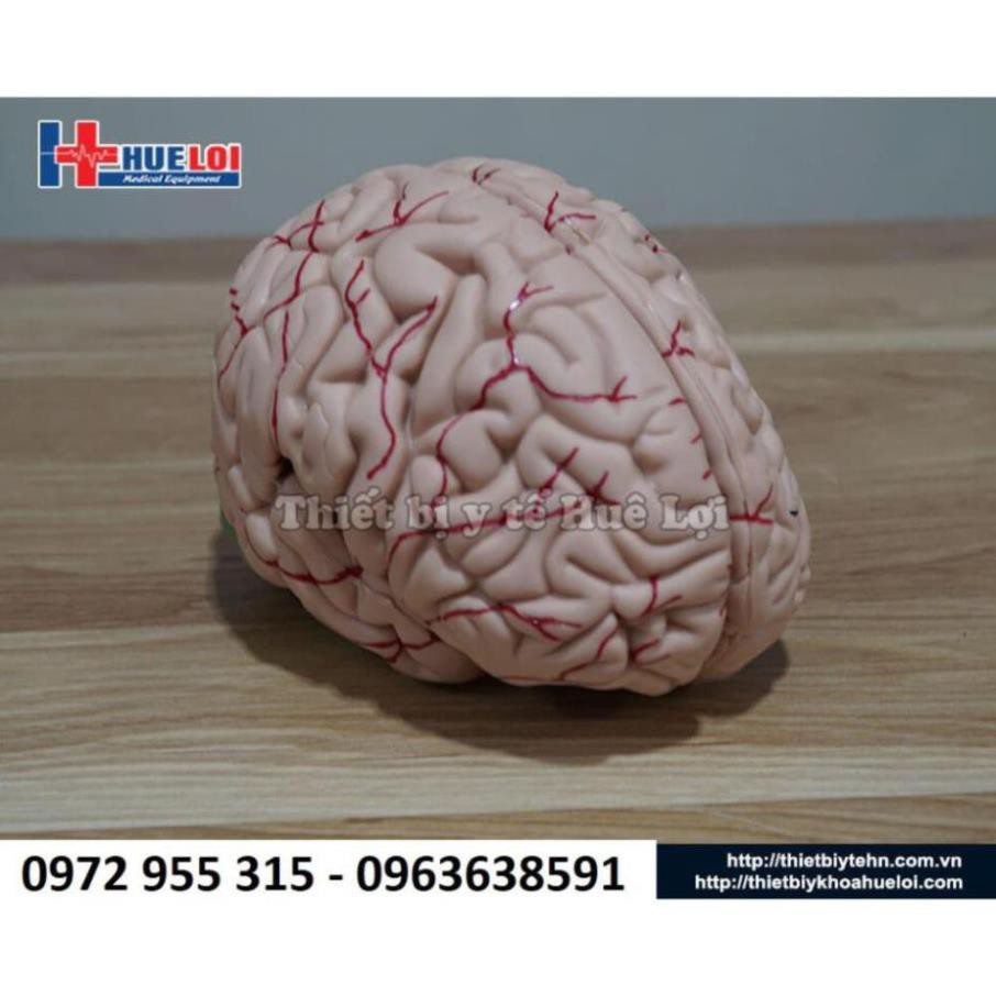 Mô hình giải phẫu hộp sọ và não người