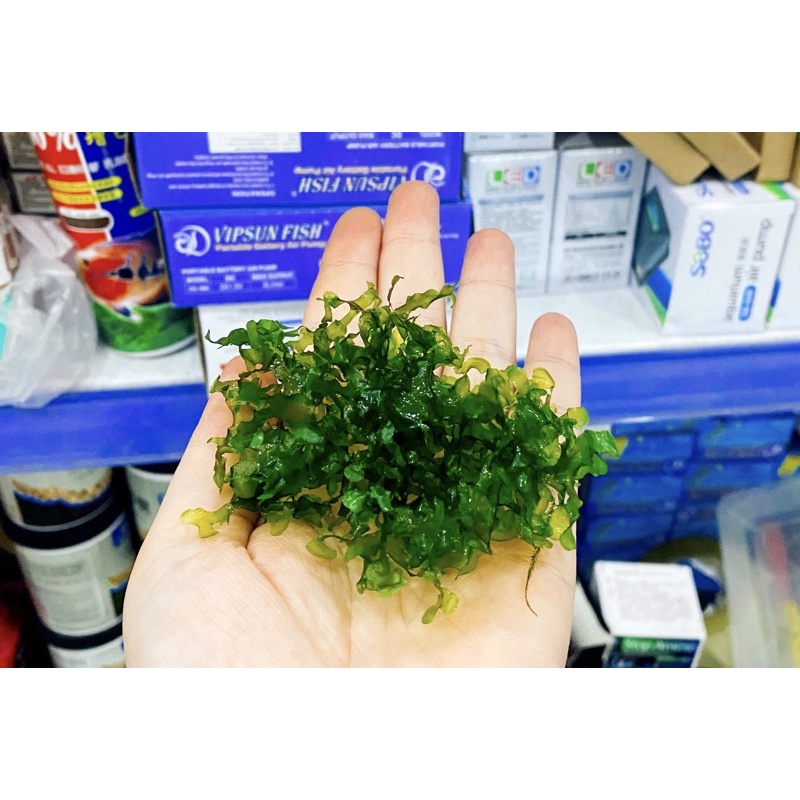 Rêu Thuỷ Sinh PELIA Dễ Trồng - Không Cần Co2