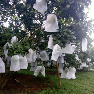 1000 Bao Trái Bưởi 25 x 30