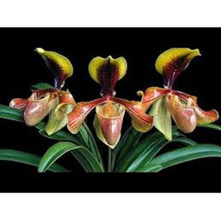 Combo 5 cây giống lan hài vàng rừng kontum