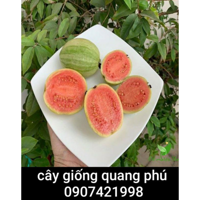 CÂY GIỐNG ỔI CẨM THẠCH(CÂY ĐẸP MAU TRÁI)