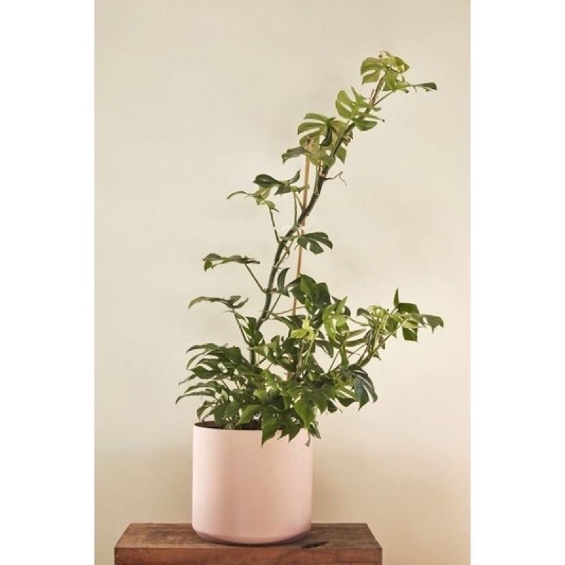 Cây Monstera lá nhỏ. Chậu gồm 3-4 thân xum xuê