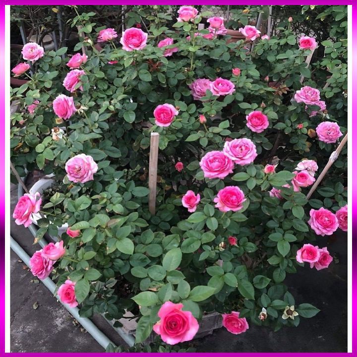 Hoa Hồng Lafont Rose