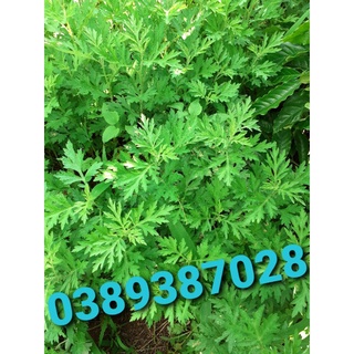 cây ngải cứu,3kg tươi