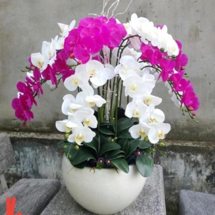 Hoa giả- lan cao su 9b