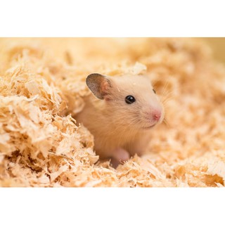 Mùn cưa lót chuồng hamster 1kg