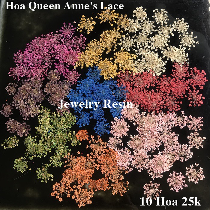 Hoa Queen Anne's Lace Thật, dùng trang trí Resin, Nail, Đồ Handmade...