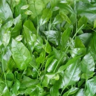 CÂY GIỐNG RAU NGÓT RỪNG (CÂY RAU SẮNG)