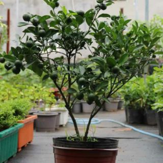Tách ( Hạnh) chiếc cành) đang trái nhiều.