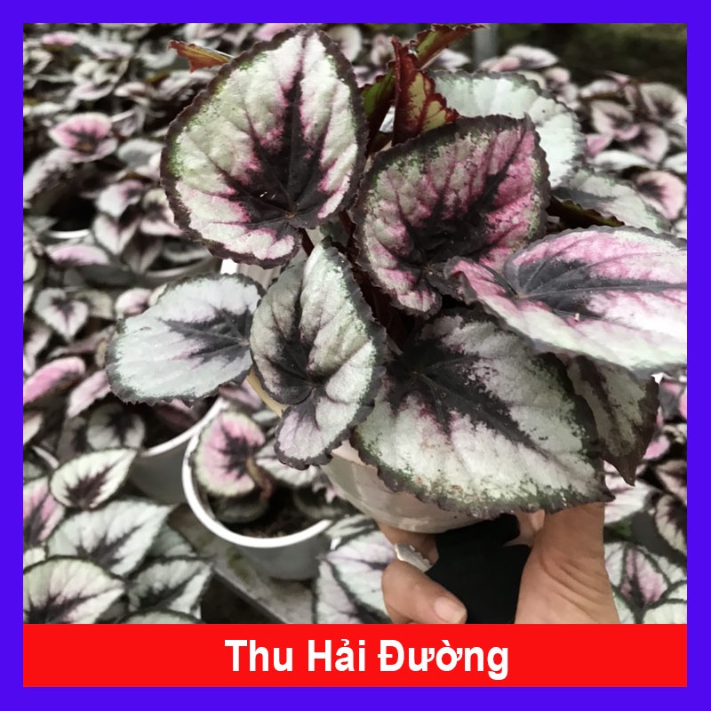 Cây thu hải đường - Begonia - cây cảnh để bàn + tặng phân bón cho cây