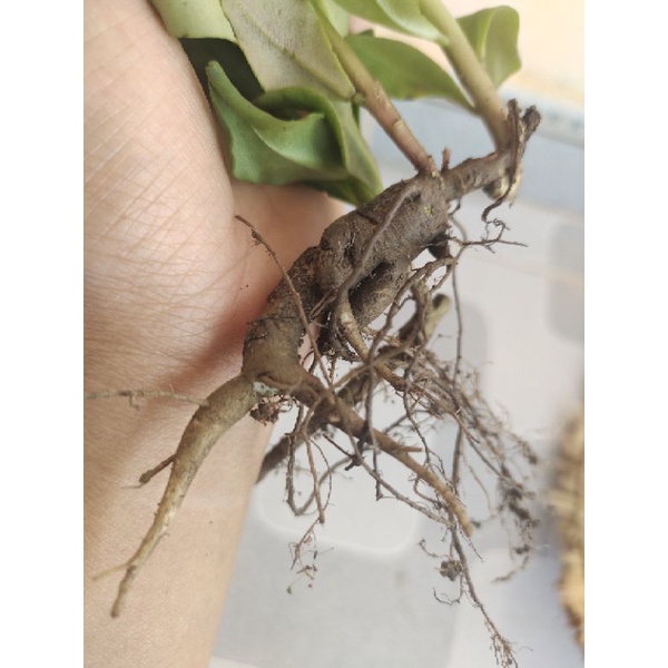 Hạt Giống Sâm Đất Dễ Trồng Lấy Rau và củ