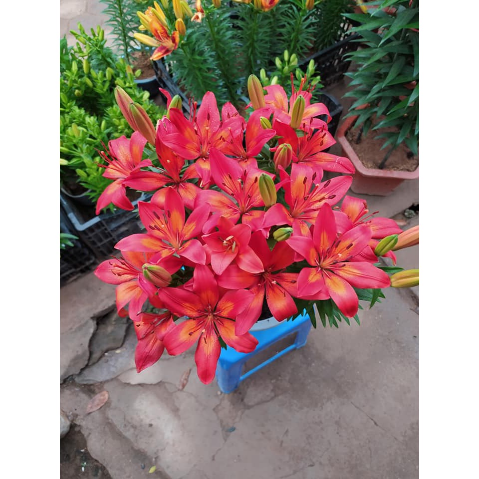 Củ  hoa ly giá tại vườn