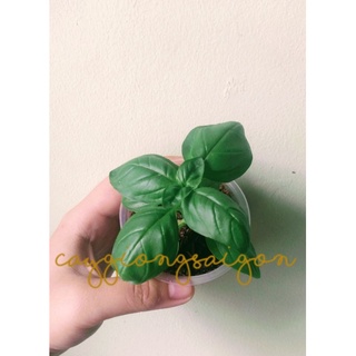 1 Cây giống Húng Tây Basil