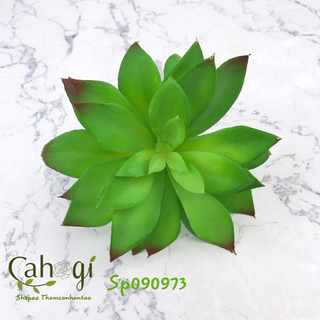 Cây Giả - Sen Đá Cỡ Lớn Hoa To SP090973