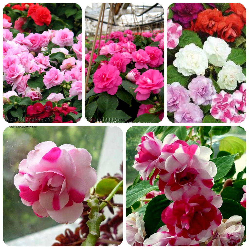 #Hạt_giống hoa ( trúc mai xanh + phong nữ thảo + anh thảo + ngọc thảo )