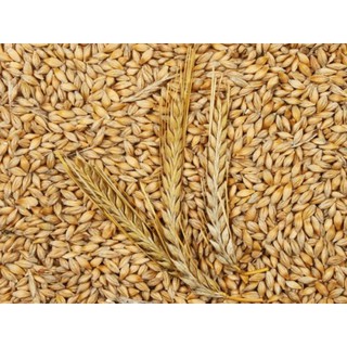 1KG Hạt Đại Mạch Nguyên Vỏ – Lúa Mạch Còn Vỏ Tự Nhiên Làm Bia, Ngũ Cốc, Trà, Giá Mầm