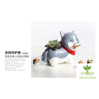 Chậu cây cún Nhật Husky