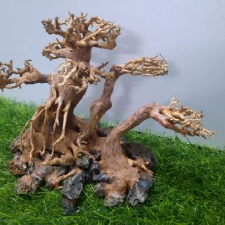 LŨA BON SAI 3 Thân cấy rêu ( N23cm C16c-sâu 10cm)