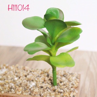 Hoa đá + cây xương rồng ( combo 7 cây) 