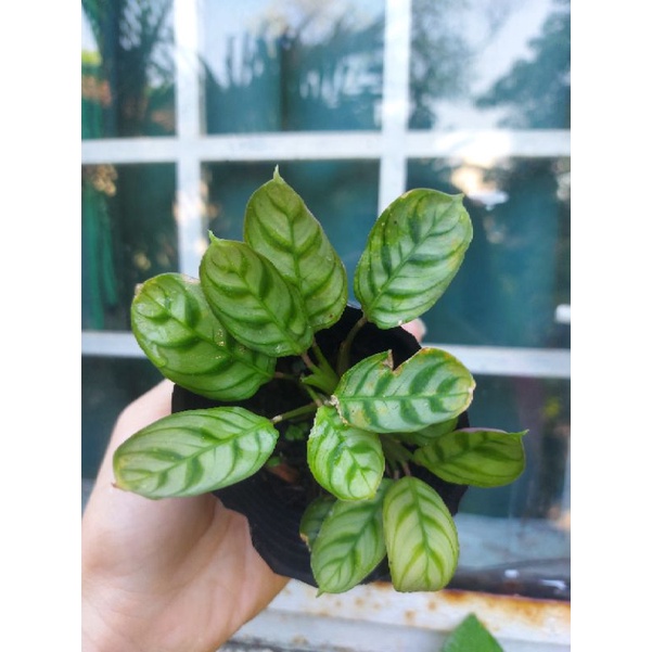 Cây đuôi công vân xanh