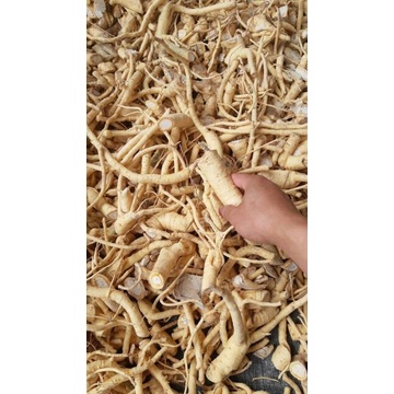 Rễ đinh lăng nếp tươi  - hàng rời [1kg]