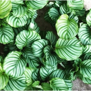 CÂY ĐUÔI CÔNG TÁO XANH