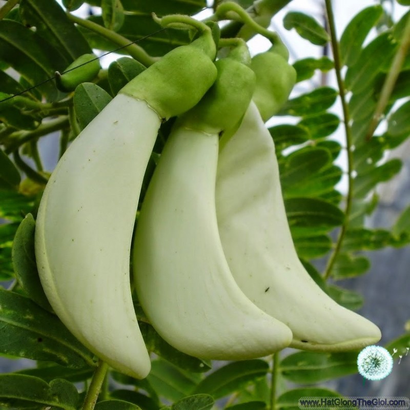 50H - HẠT GIỐNG CÂY SO ĐŨA