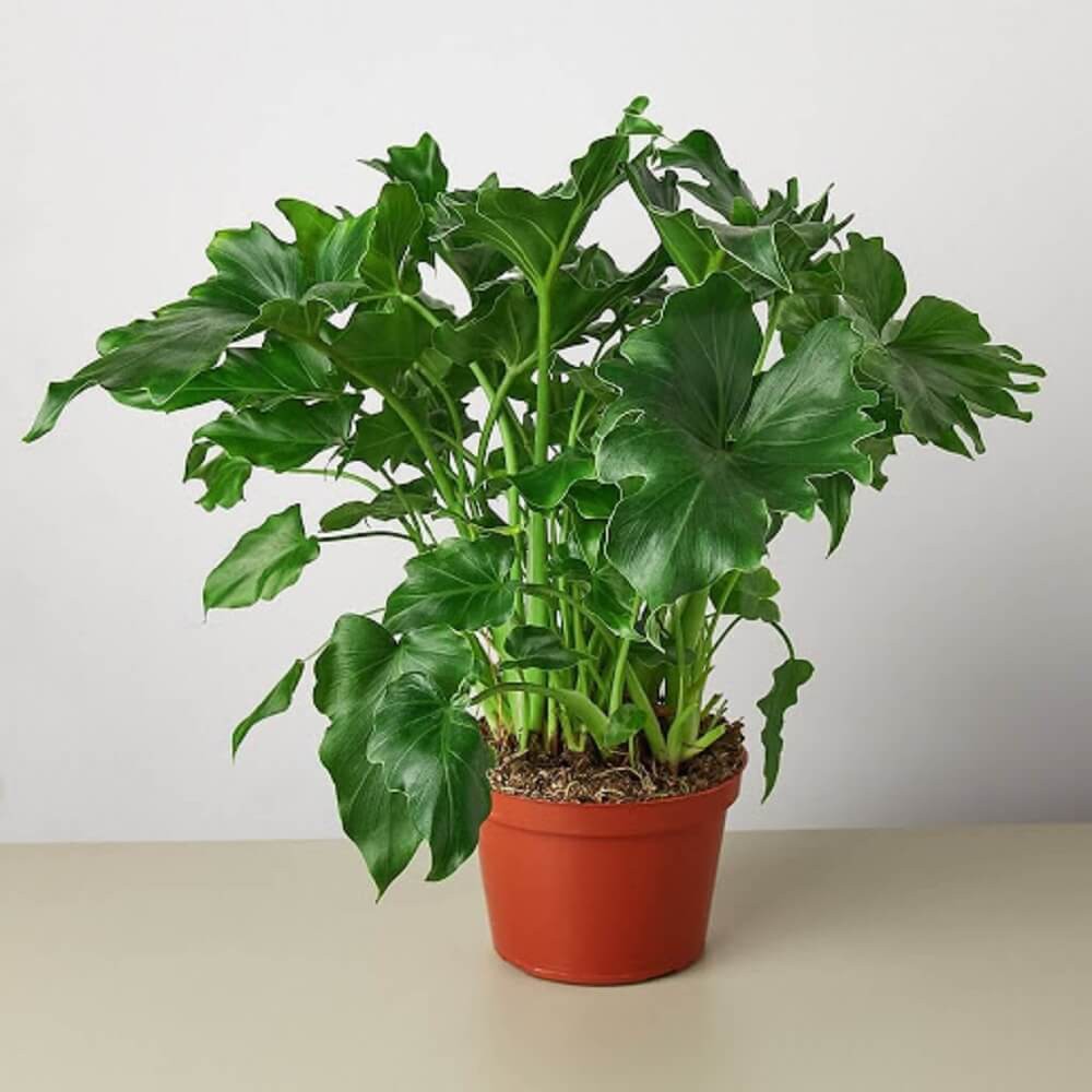 Cây Philodendron bipinnatifidum Little Hope (Cây Hy Vọng) chậu thuỷ canh TC1T