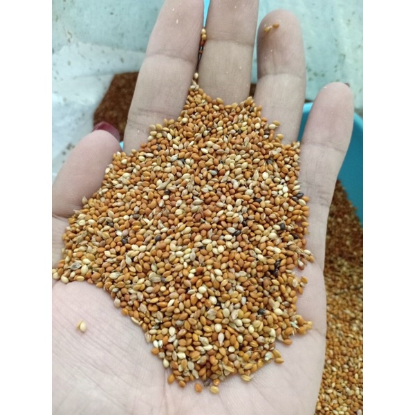 1kg Kê đỏ 3 màu hạt nhỏ Argentina .