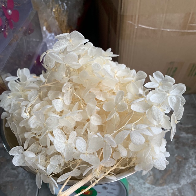 Hoa cẩm tú cầu khô hộp lớn cài tóc cô dâu