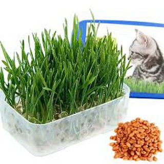 Hạt giống cỏ mèo 10gram - 1 gói