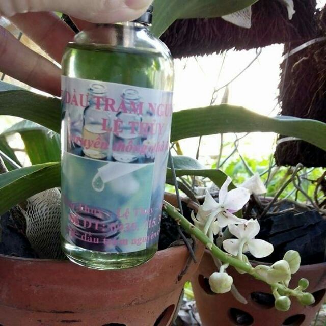 Tinh dầu tràm