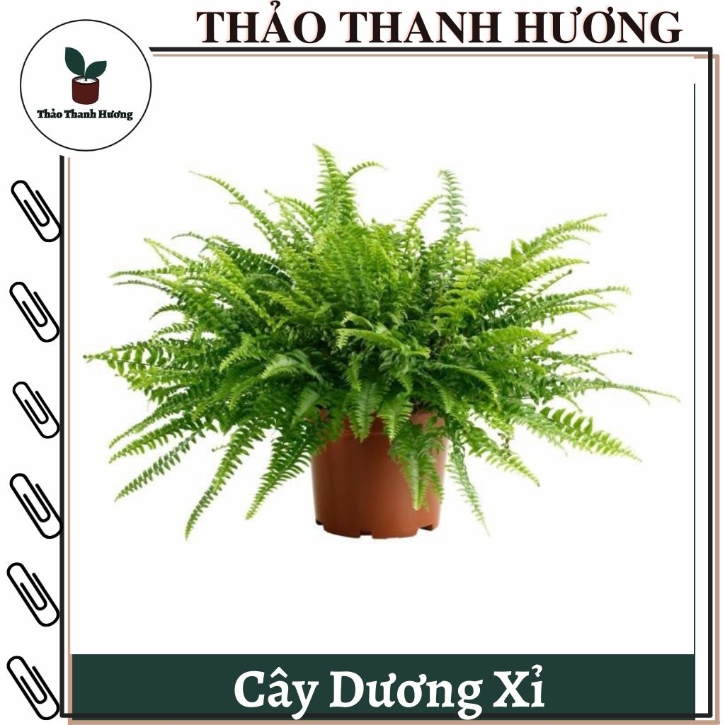 Cây dương xỉ, cây phong thủy, quyết lá xoăn TTH 11