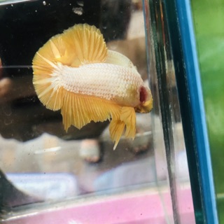 BETTA RỒNG VÀNG ( trống )