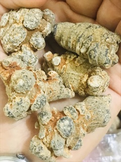 500g CỦ TAM THẤT BẮC GIÀ NẠC, DƯỠNG CHẤT CAO