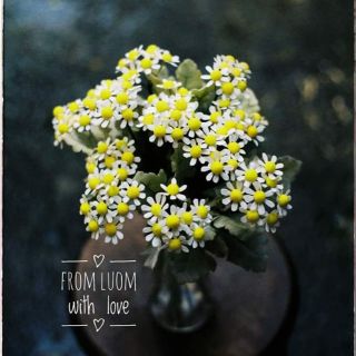 Hạt pompom, hạt bông